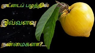 Health Benefits of Egg Fruit  Canistel  Muttapazham [upl. by Derian]