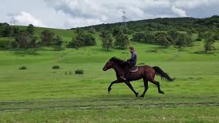 kabardian horse [upl. by Bevin]