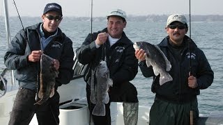 Blackfish Fishing Tautog  Stamford CT [upl. by Attelrak]