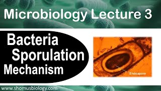 Microbiology lecture 3  Sporulation of bacteria How endospore forms [upl. by Gairc]