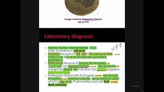 Microbiology particleEnterobacteriaceae SalmonellaShigella [upl. by Eadith]