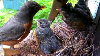 Robins leaving the nest  cam 1 [upl. by Bocoj]