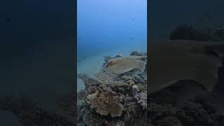 Cow Tail Stingray Red Sea [upl. by Mitchael]