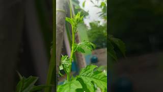 উচ্ছে গাছ Momordica charantia🌱 viralvideo shorts gardeningchannel [upl. by Perla379]