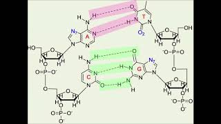 Ejercicio sobre calculo de BASES NITROGENADAS Y LONGITUD DEL ADN ÁCIDOS NUCLEICOS [upl. by Anitnatsnoc]