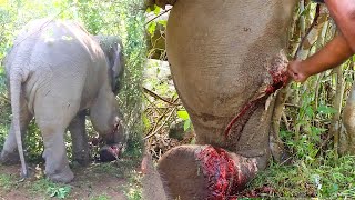 Abscess Popped from Elephants Leg Timely Treatment from Kind Humans Made Him Live Again [upl. by Nellad21]