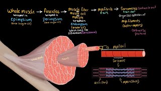 Structural Organization of Skeletal Muscle [upl. by Haorbed]