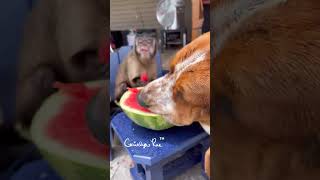 Our Monkey Shares her Watermelon With Doggos [upl. by Kwasi88]