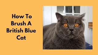 How To Brush A British Blue Cat [upl. by Nodnab]