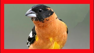 Blackheaded Grosbeak Song Blackheaded Grosbeak Call Blackheaded Grosbeak Sound Singing [upl. by Anaitat]