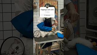 Clipping a cats nails [upl. by Atinus829]