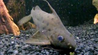 Synodontis Ocellifer Catfish Eating [upl. by Leahicm]