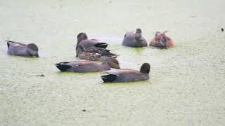 Gadwall is a species of geese [upl. by Brower]