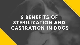 6 Benefits of Sterilization and Castration in Dogs [upl. by Radley]