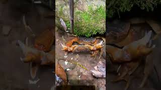 Omg Crab vs Crab Who win shorts crab fish farming [upl. by Southworth]