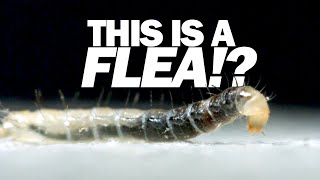 Ive never seen a FLEA move like this [upl. by Pollyanna]