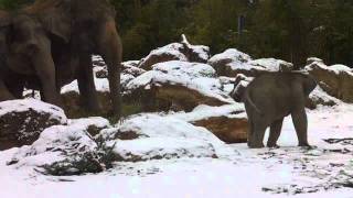 Baby Elephant Ludwig  The King of Snow  Asian elephants winter joy at the Munich Zoo [upl. by Liryc]