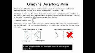 Ornithine Decarboxylase [upl. by Nnaytsirk148]