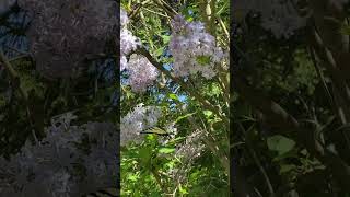 Swallowtail Butterfly on Lilac [upl. by Piper]