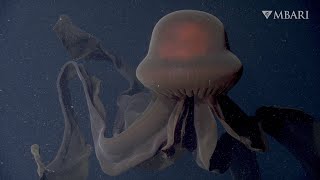 An extraordinary deepsea sighting The giant phantom jelly [upl. by Wanids]