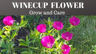 How to grow Winecups Flower  Callirhoe Involucrata [upl. by Iinden]