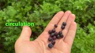 Bilberry benefits Uses amp Side effects [upl. by Yenar]