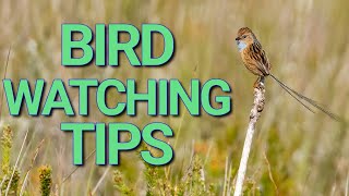 Bird Watching Like a PRO Tips for Spotting Southern Emuwrens [upl. by Maibach363]