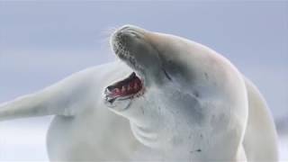 Ventures by Seabourn Antarctica [upl. by Inhoj375]