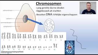 Biodam thema 1 cellen chromosomen [upl. by Anuahsed593]