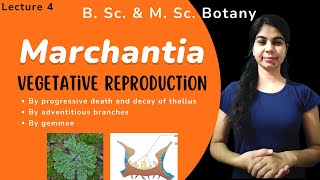 Marchantia  Vegetative Reproduction  in Hindi  Botany  B Sc amp M Sc [upl. by Berger704]