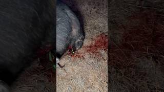 BEAST BROADHEAD VS CAPE BUFFALO 🤯😳 beastbroadheads 2024broadheads [upl. by Aehtla]