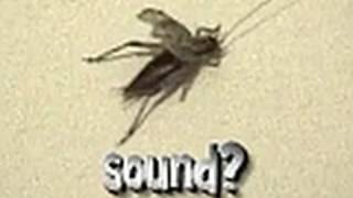 Stridulation  How and Why Crickets Make Sound [upl. by Nonnelg560]