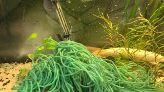 Bichir breeding and egg retrieval live [upl. by Phonsa86]