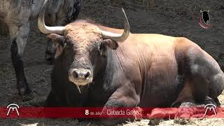 TOROS PARA SAN FERMIN 2024 [upl. by O'Gowan]