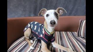 Winnie  Whippet Puppy  3 Weeks Residential Dog Training [upl. by Ellezaj154]