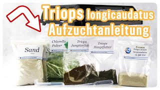 Triops longicaudatus Aufzuchtanleitung  Schritt für Schritt erklärt Triops Spektrum [upl. by Rector]