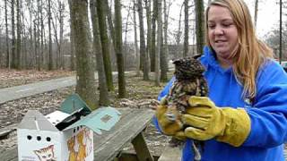 Longeared owl release [upl. by Suravat]