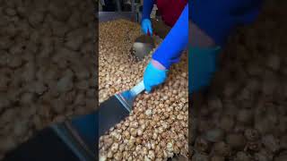 Caramel Corn 🌽 Candy 🍬 satisfying candymaking handmadecandy viralvideo shortrecipe [upl. by Bradley737]