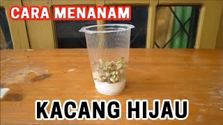 Percobaan Kacang Hijau  Cara Menanam Kacang Hijau [upl. by Annabal]