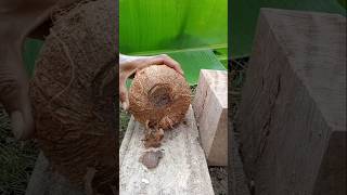 Fantastic and impressive coconut opening [upl. by Cianca]