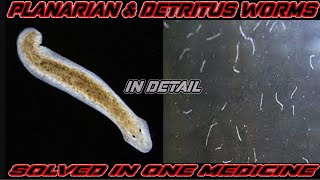 Detritus worm and Planaria worms in fish tank What are they and how to remove them one medicine [upl. by Nabru415]