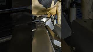 Robotic milking fullwood JOZ merlin M2 [upl. by Alexandra]