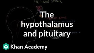 The hypothalamus and pituitary gland  Endocrine system physiology  NCLEXRN  Khan Academy [upl. by Eudora]