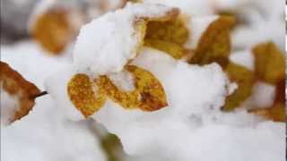 La neige le 21 novembre 2013 en HauteLoire [upl. by Kapor]