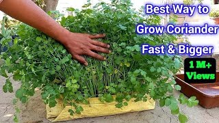 Right way to Grow coriander fast amp bigger at Home  Best Way To Grow Coriander [upl. by Dougy19]