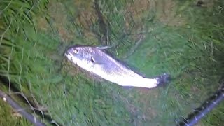 Mulloway jewfish Yarra river Richmond 2 hours of fishing Melbourne Victoria Australia [upl. by Wilden312]