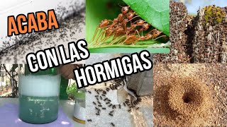 EN 5 MINUTOS ELIMINA el 100 de HORMIGAS de CASA PLANTAS Y JARDÍN con ESTE Remedio CASERO FACIL [upl. by Novonod]