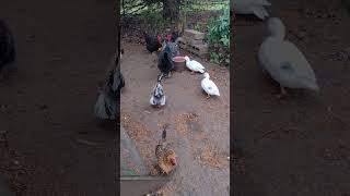 Getting to know a few of our chickens and ducks [upl. by Bopp]