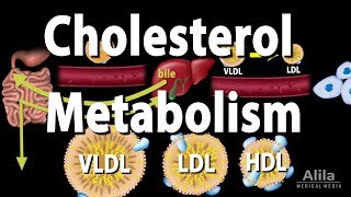 Cholesterol Metabolism LDL HDL and other Lipoproteins Animation [upl. by Rurik]