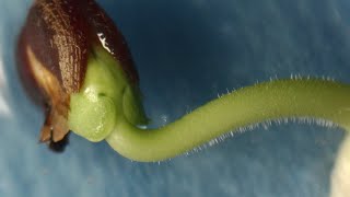 Roselle Hibiscus sabdariffa seed germination timelapse [upl. by Liane872]